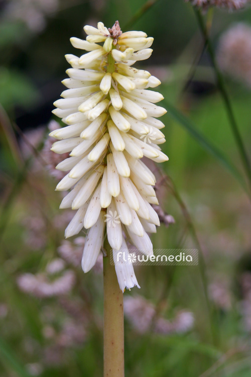 Kniphofia citrina - Red-hot poker (103807)