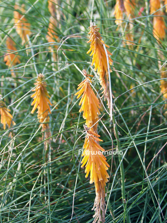 Kniphofia galpinii - Red-hot poker (101157)