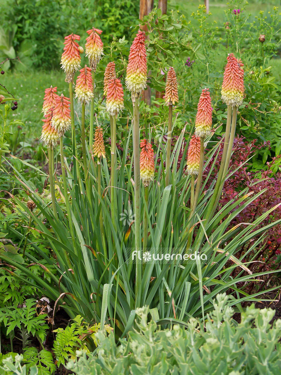 Kniphofia 'Royal Standard' - Red-hot poker (101159)