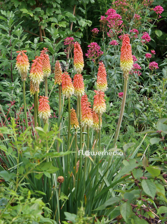 Kniphofia 'Royal Standard' - Red-hot poker (101160)