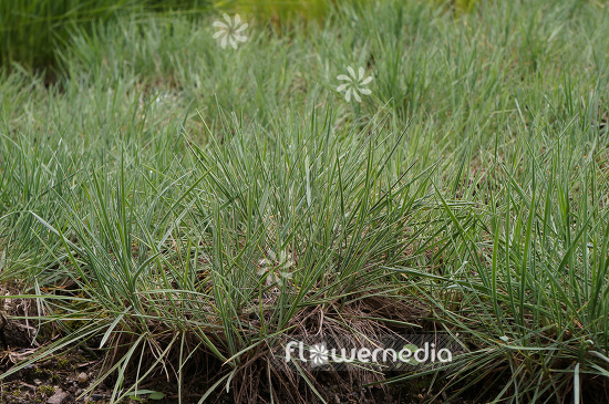 Koeleria glauca - Blue hair grass (103812)