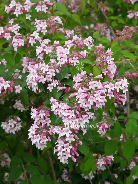 Kolkwitzia amabilis - Beauty bush (101161)