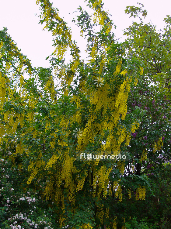 Laburnum anagyroides - Golden rain (101167)