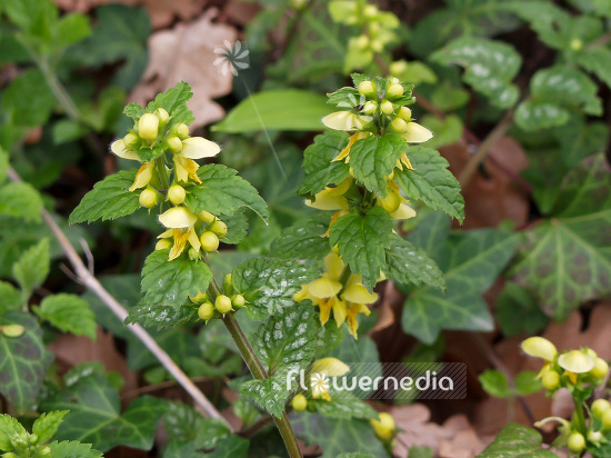 Lamium galeobdolon - Yellow archangel (101171)