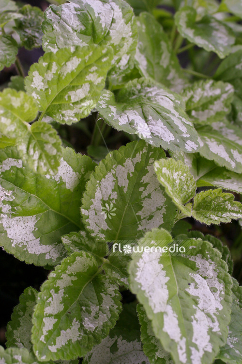 Lamium galeobdolon - Yellow archangel (103817)