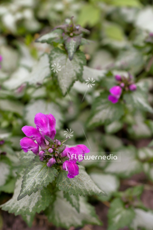 Lamium maculatum 'Red Nancy' - Spotted lamium (103822)