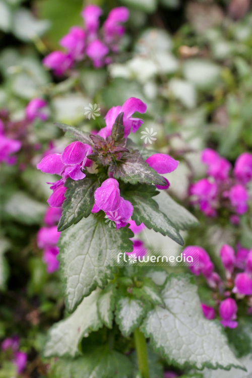 Lamium maculatum 'Red Nancy' - Spotted lamium (103823)