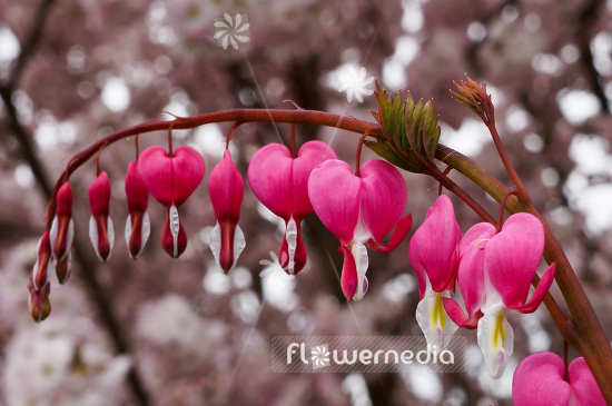 Lamprocapnos spectabilis - Bleeding heart (105487)