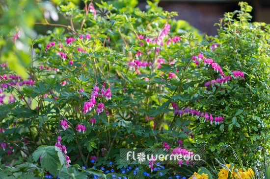 Lamprocapnos spectabilis - Bleeding heart (105488)