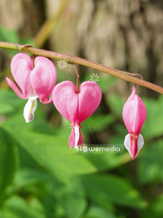 Lamprocapnos spectabilis - Bleeding heart (106902)