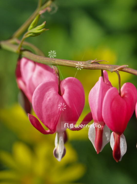 Lamprocapnos spectabilis - Bleeding heart (106904)