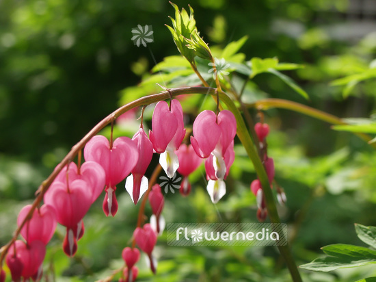 Lamprocapnos spectabilis - Bleeding heart (106905)