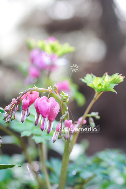Lamprocapnos spectabilis - Bleeding heart (106913)