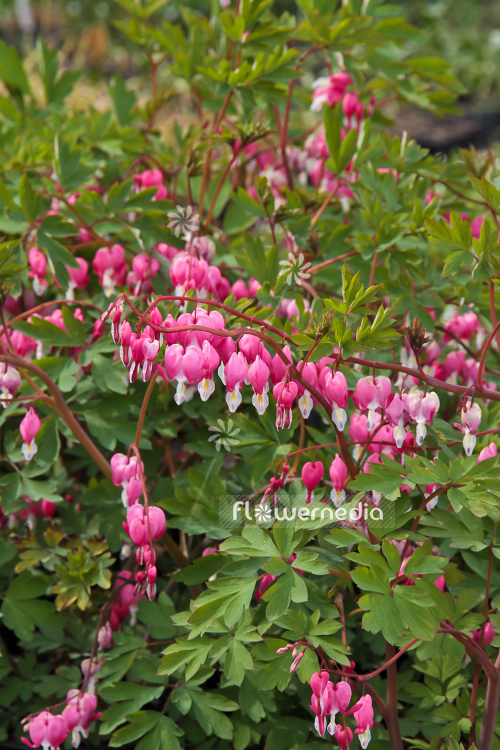 Lamprocapnos spectabilis - Bleeding heart (106917)