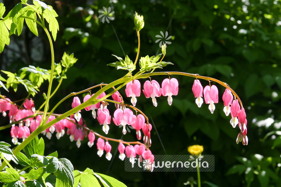 Lamprocapnos spectabilis - Bleeding heart (106919)