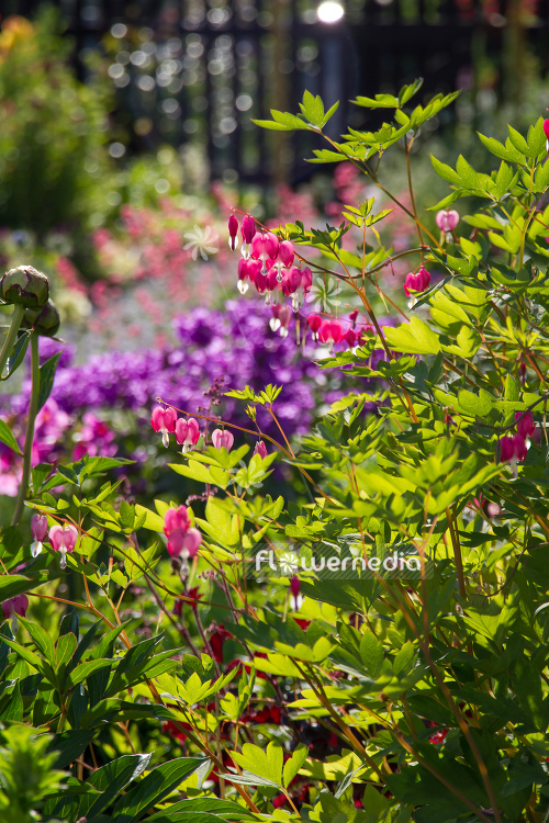 Lamprocapnos spectabilis - Bleeding heart (106949)