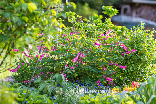 Lamprocapnos spectabilis - Bleeding heart (106955)