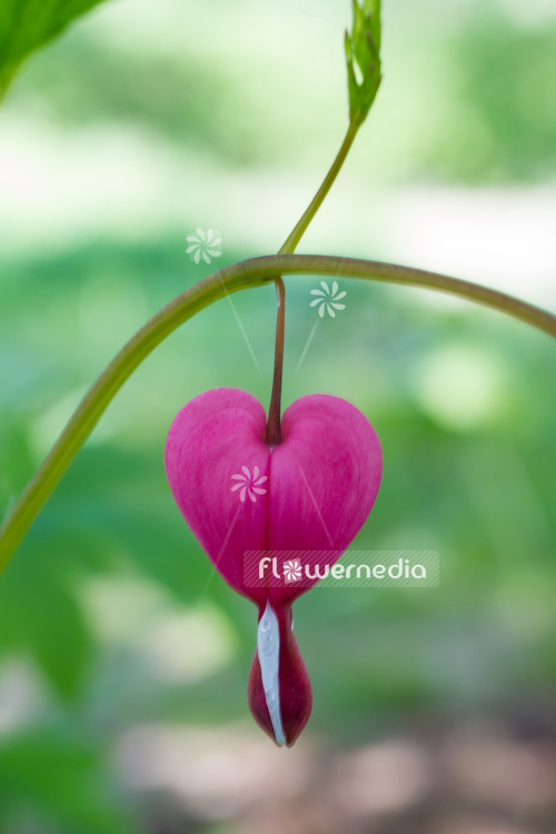 Lamprocapnos spectabilis - Bleeding heart (106965)