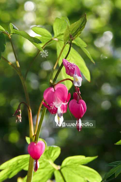 Lamprocapnos spectabilis - Bleeding heart (106969)