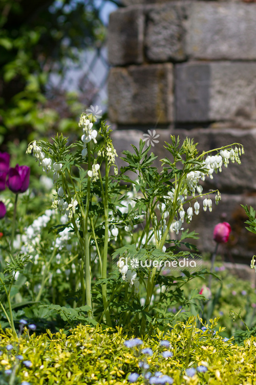 Lamprocapnos spectabilis 'Alba' - White bleeding heart (103829)