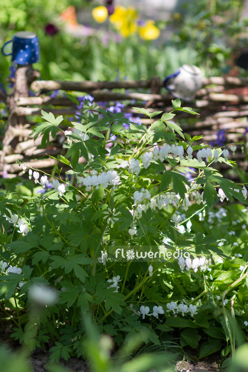 Lamprocapnos spectabilis 'Alba' - White bleeding heart (103830)