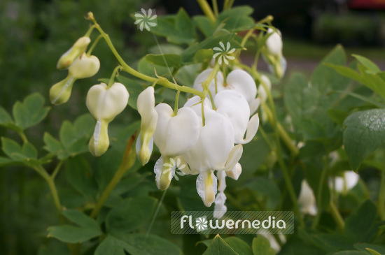 Lamprocapnos spectabilis 'Alba' - White bleeding heart (103831)