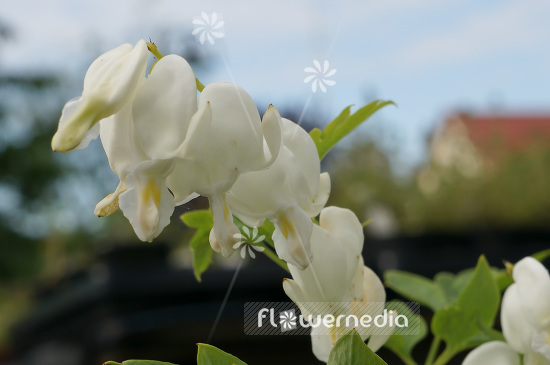 Lamprocapnos spectabilis 'Alba' - White bleeding heart (103832)