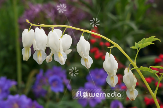 Lamprocapnos spectabilis 'Alba' - White bleeding heart (103833)