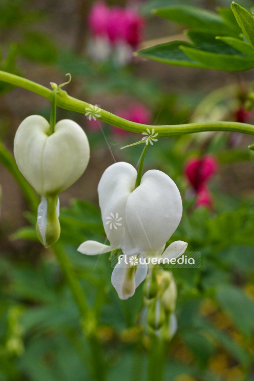 Lamprocapnos spectabilis 'Alba' - White bleeding heart (106927)