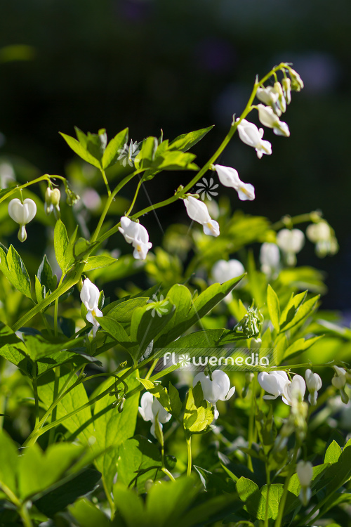 Lamprocapnos spectabilis 'Alba' - White bleeding heart (106941)