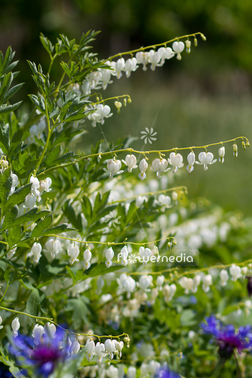 Lamprocapnos spectabilis 'Alba' - White bleeding heart (106943)