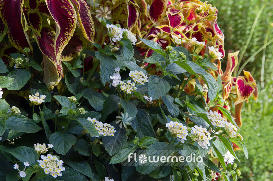 Lantana camara - Yellow sage (103836)
