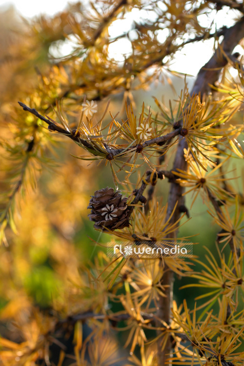 Larix decidua 'Pendula' - European larch (103837)