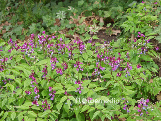 Lathyrus vernus - Spring pea (101191)