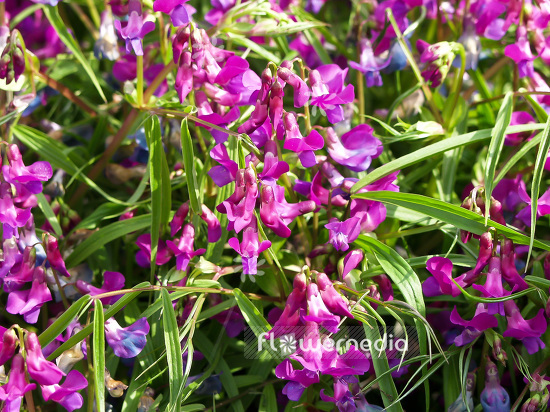 Lathyrus vernus - Spring pea (101192)