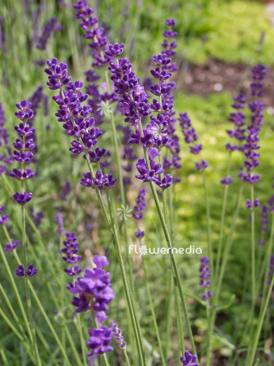 Lavandula angustifolia 'Munstead' - Lavender (101197)