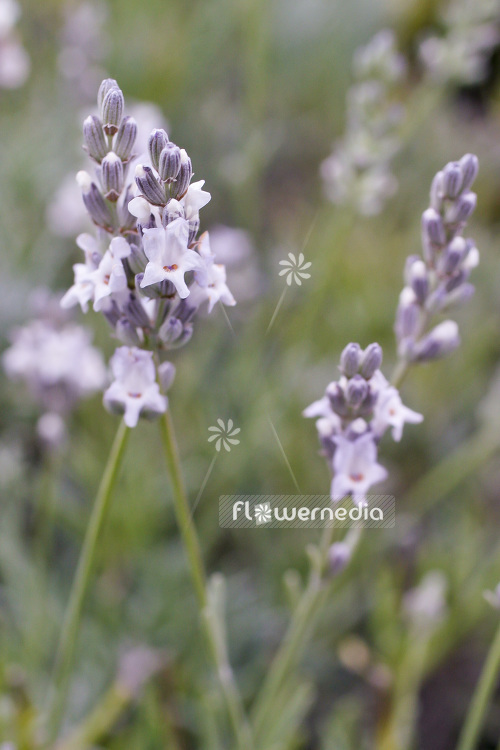 Lavandula x intermedia 'Edelweiss' - Provence lavender (103850)