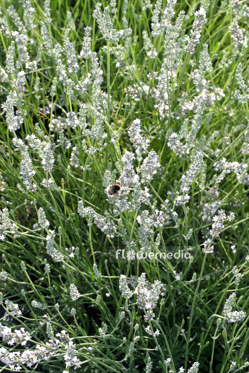Lavandula x intermedia 'Edelweiss' - Provence lavender (103851)