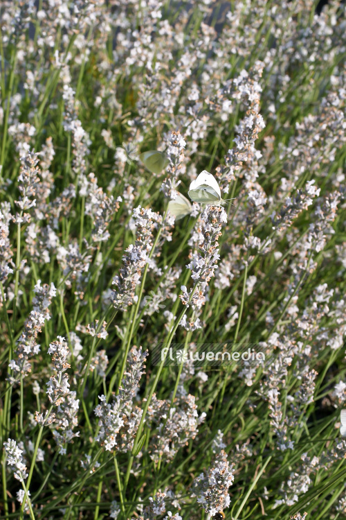 Lavandula x intermedia 'Edelweiss' - Provence lavender (103852)