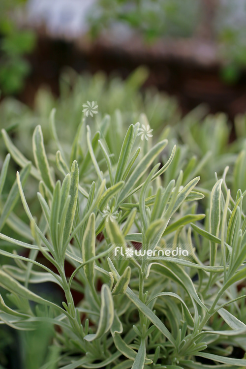 Lavandula x intermedia 'Goldburg' - Provence lavender (103854)