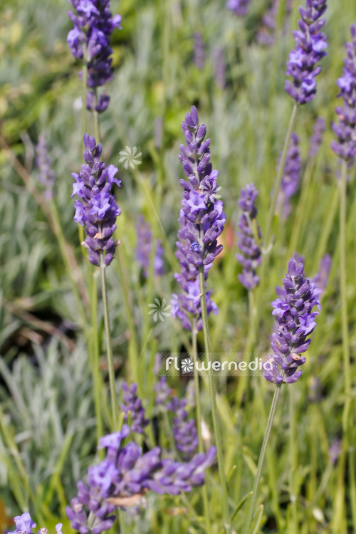 Lavandula x intermedia 'Grosso' - Provence lavender (103856)