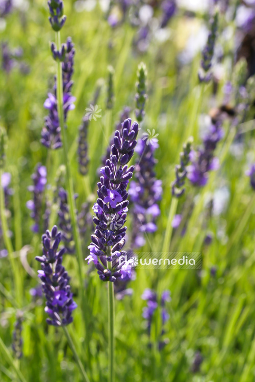 Lavandula x intermedia 'Grosso' - Provence lavender (103857)