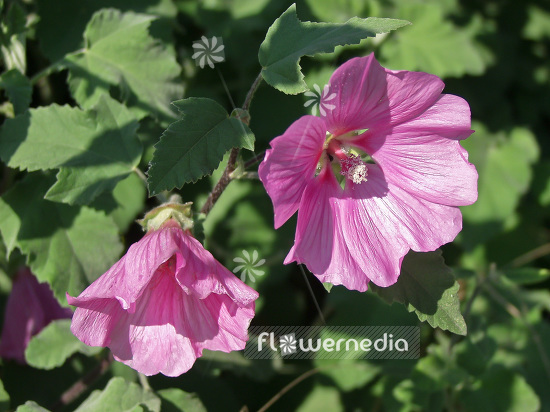 Lavatera thuringiaca 'Kew Rose' - Tree lavatera (101208)