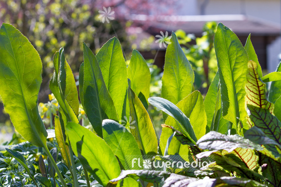 Lepidium latifolium - Broadleaved pepperweed (111734)