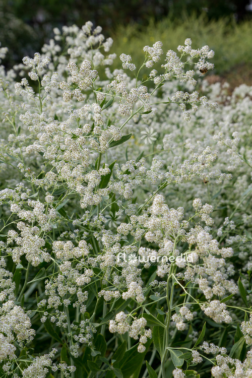 Lepidium latifolium - Broadleaved pepperweed (111738)