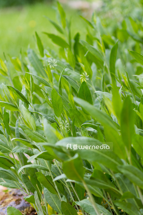 Lepidium latifolium - Broadleaved pepperweed (111739)