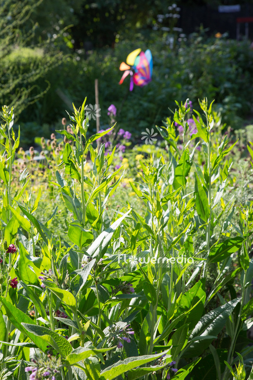 Lepidium latifolium - Broadleaved pepperweed (111744)
