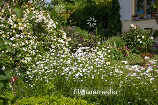 Leucanthemum vulgare - Ox-eye daisy (108266)