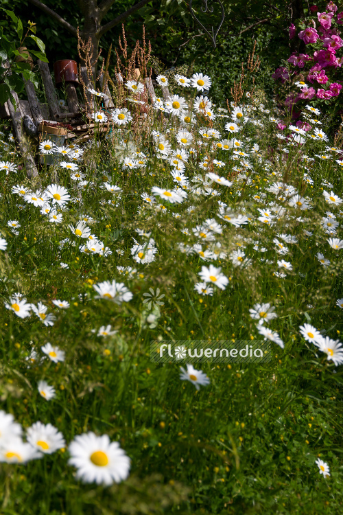 Leucanthemum vulgare - Ox-eye daisy (108267)