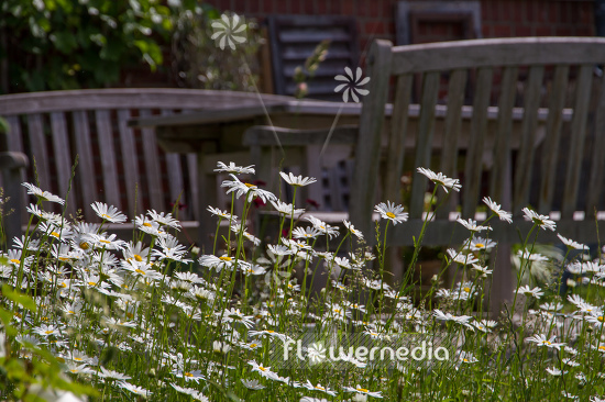 Leucanthemum vulgare - Ox-eye daisy (108269)